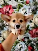 Photo №4. Je vais vendre welsh corgi en ville de Bialystok. annonce privée - prix - 700€