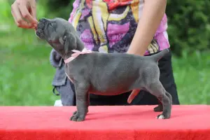 Photos supplémentaires: Chiots Cane Corso