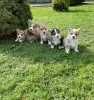 Photo №4. Je vais vendre welsh corgi en ville de Tallinn. annonce privée - prix - 800€