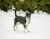 Photo №3. Margo le chien est une trouvaille entre de bonnes mains.. Fédération de Russie