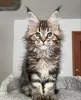 Photo №4. Je vais vendre maine coon en ville de Lausanne. annonce privée - prix - 400€