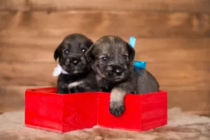 Photos supplémentaires: Des chiots Mittelschnauzer sont proposés, très beaux, mignons et ludiques)