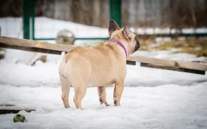 Photo №4. Je vais vendre bouledogue en ville de Rybinsk. éleveur - prix - 681€