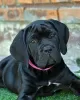 Photo №1. cane corso - à vendre en ville de Москва | 1€ | Annonce №62402