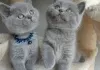 Photo №1. british shorthair - à vendre en ville de Tournai | Gratuit | Annonce № 128752