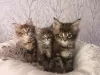 Photo №1. maine coon - à vendre en ville de Гронинген | 350€ | Annonce № 109187