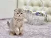 Photo №1. scottish fold - à vendre en ville de Антверпен | Gratuit | Annonce № 128943