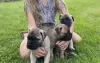 Photo №3. Chiots Bullmastiff à vendre. USA