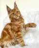 Photo №4. Je vais vendre maine coon en ville de Berlin. éleveur - prix - 300€