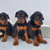 Photo №1. dobermann - à vendre en ville de Berlin | Gratuit | Annonce №98320