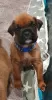 Photos supplémentaires: Chiots Boxer à vendre