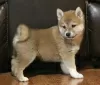 Photo №1. shiba - à vendre en ville de Texas City | 284€ | Annonce №42172