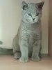 Photo №1. british shorthair - à vendre en ville de Rzeszów | 478€ | Annonce № 68962