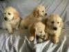 Photo №1. golden retriever - à vendre en ville de Винтерберг | négocié | Annonce №132321