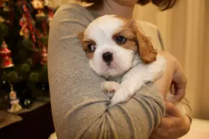 Photo №2 de l'annonce № 4650 de la vente cavalier king charles spaniel - acheter à Fédération de Russie de la fourrière