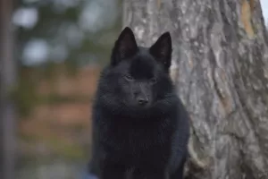 Photo №3. Schipperke. Chiots. Fédération de Russie