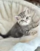 Photo №1. british shorthair - à vendre en ville de Гриндельвальд | négocié | Annonce № 129217