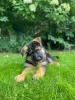 Photos supplémentaires: Beaux chiots GSD d'Europe à vendre