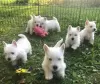 Photo №1. west highland white terrier - à vendre en ville de Nuremberg | 300€ | Annonce №70960