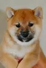 Photos supplémentaires: Chiots Shiba Inu avec pedigree RKF