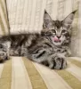 Photo №2 de l'annonce № 104302 de la vente maine coon - acheter à USA annonce privée