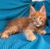 Photo №1. maine coon - à vendre en ville de Quinto | 400€ | Annonce № 116332