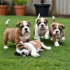 Photo №1. bulldog anglais - à vendre en ville de Münster-Sarmsheim | 106€ | Annonce №129590