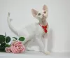 Photo №1. devon rex - à vendre en ville de Москва | 1041€ | Annonce № 44549