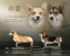 Photos supplémentaires: Chiots Welsh Corgi Pembroke de parents titrés