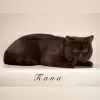 Photo №4. Je vais vendre british shorthair en ville de Москва. éleveur - prix - 411€