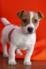 Photo №1. jack russell terrier - à vendre en ville de Leicester | négocié | Annonce №123499