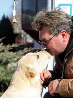 Photo №1. berger d'asie centrale - à vendre en ville de Molodechno | Négocié | Annonce №2035