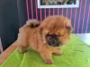 Photos supplémentaires: Chiots chow-chow