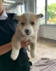 Photos supplémentaires: Adorables chiots Welsh Corgi prêts à rejoindre leur nouvelle maison pour