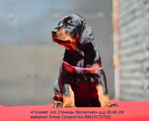 Photo №4. Je vais vendre dobermann en ville de Magnitogorsk. de la fourrière - prix - 644€