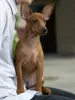 Photos supplémentaires: Chiot pinscher nain rouge foncé 3 mois.