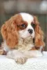 Photo №4. Je vais vendre cavalier king charles spaniel en ville de Палм-Бич. annonce privée - prix - 1420€