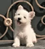 Photo №1. west highland white terrier - à vendre en ville de Москва | 1136€ | Annonce №113561