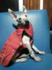 Photo №1. xoloitzcuintle - à vendre en ville de Салоники | 650€ | Annonce №8285