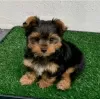 Photo №1. yorkshire terrier - à vendre en ville de bateau | négocié | Annonce №96457