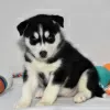 Photo №2 de l'annonce № 45615 de la vente husky de sibérie - acheter à USA annonce privée