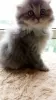 Photo №3. Chatons Scottish Fold. Ukraine