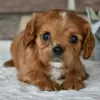 Photo №1. cavalier king charles spaniel - à vendre en ville de Salvador | 279€ | Annonce №45724