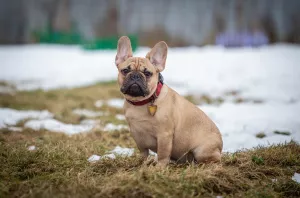 Photo №1. bouledogue - à vendre en ville de Rybinsk | 545€ | Annonce №5786