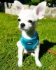 Photo №1. chihuahua - à vendre en ville de Lyon | Gratuit | Annonce №16205