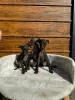 Photos supplémentaires: Chiots lévriers italiens disponibles à la réservation