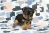 Photo №3. Yorkshire Terrier - chiots garçons standard. Allemagne