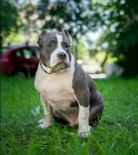 Photo №2 de l'annonce № 2919 de la vente american bully - acheter à Fédération de Russie de la fourrière, éleveur