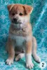 Photos supplémentaires: Chiots Akita inu. Akita japonais