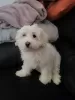 Photos supplémentaires: Bichon maltez à vendre